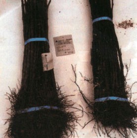 Portainjertos clonales