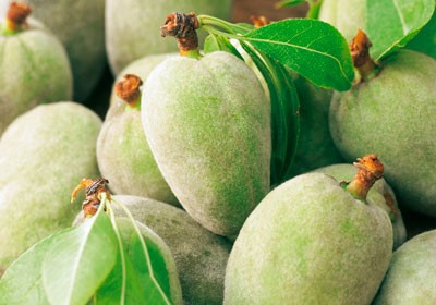 _Almendros