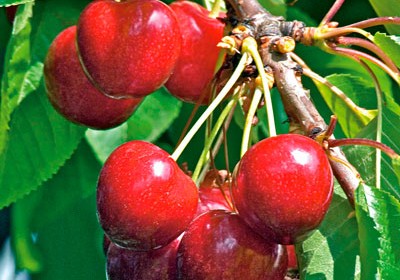 _Cerezos