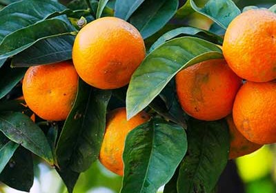_Otros frutales
